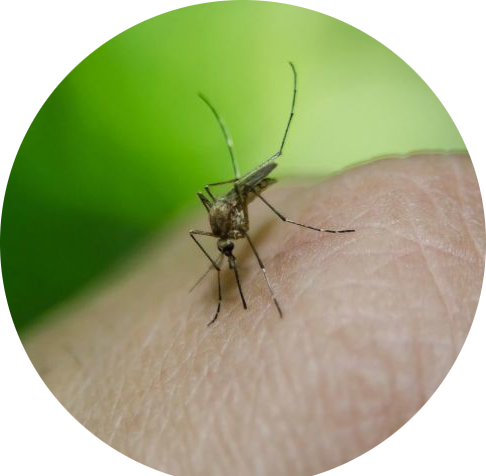 Борьба против комаров 